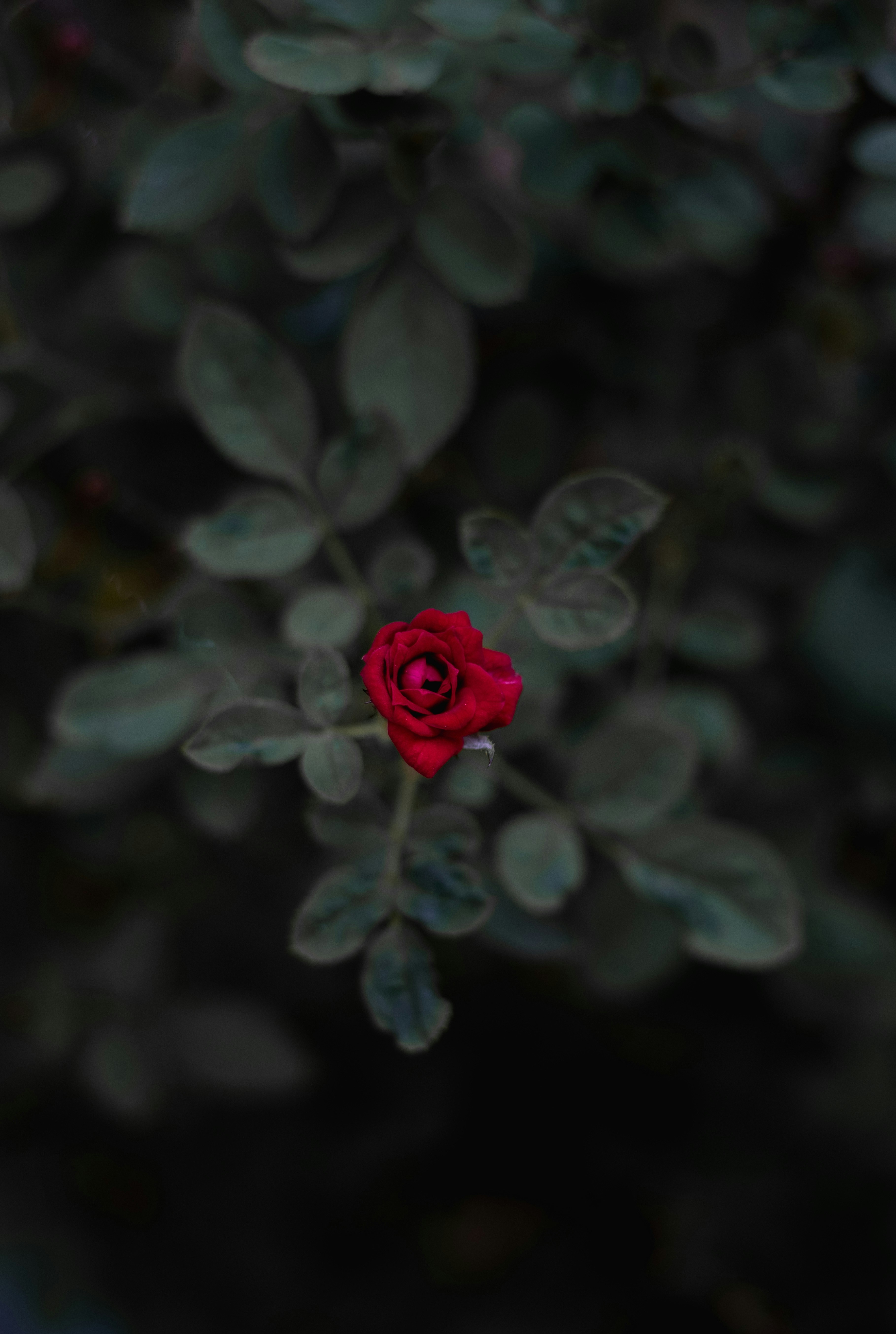 Photo by jessikaarraes