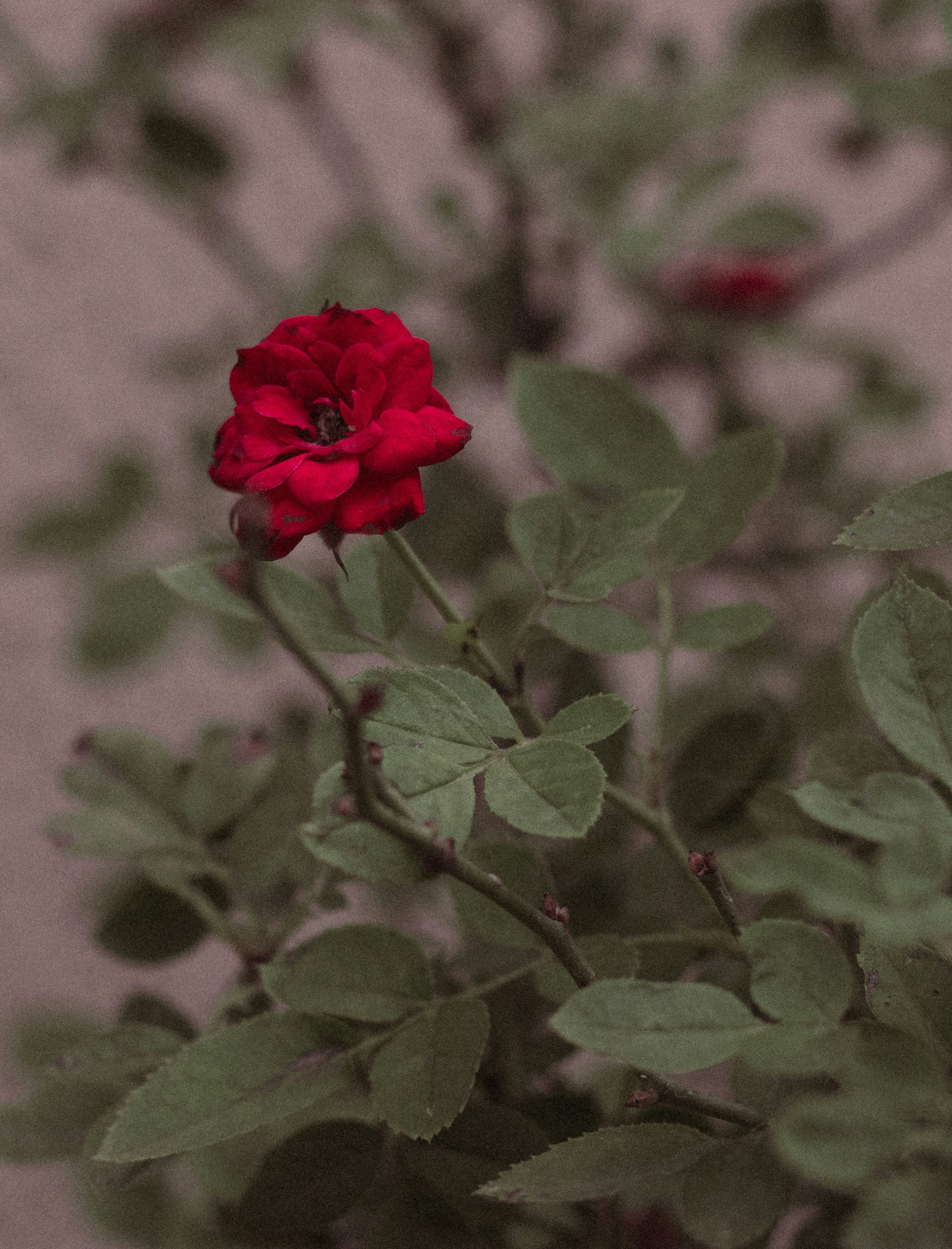 Photo by jessikaarraes