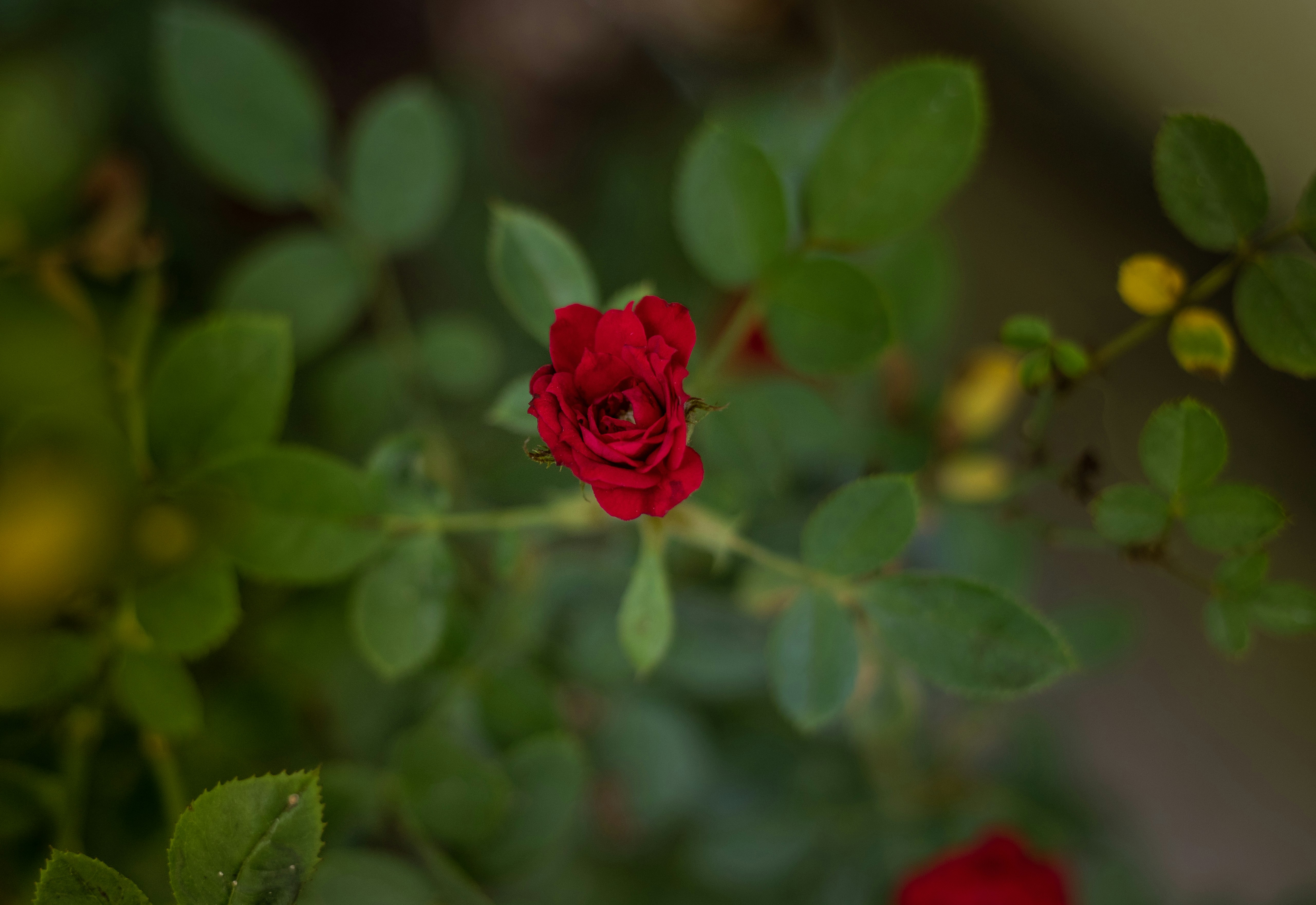 Photo by jessikaarraes