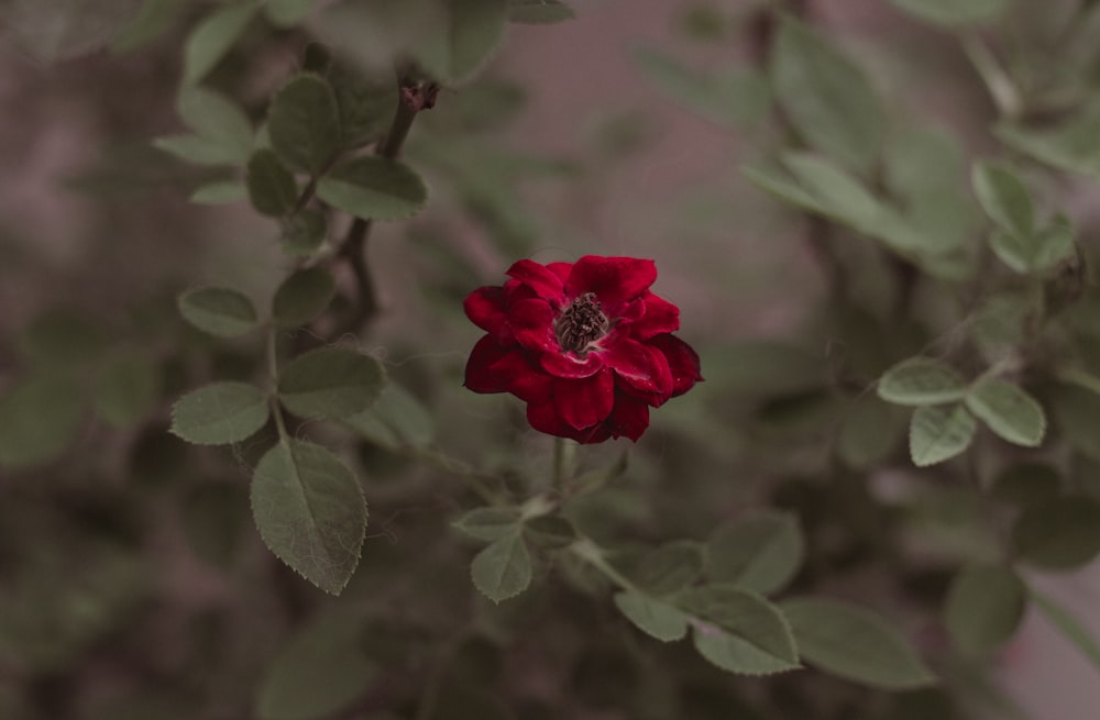 red flower in tilt shift lens