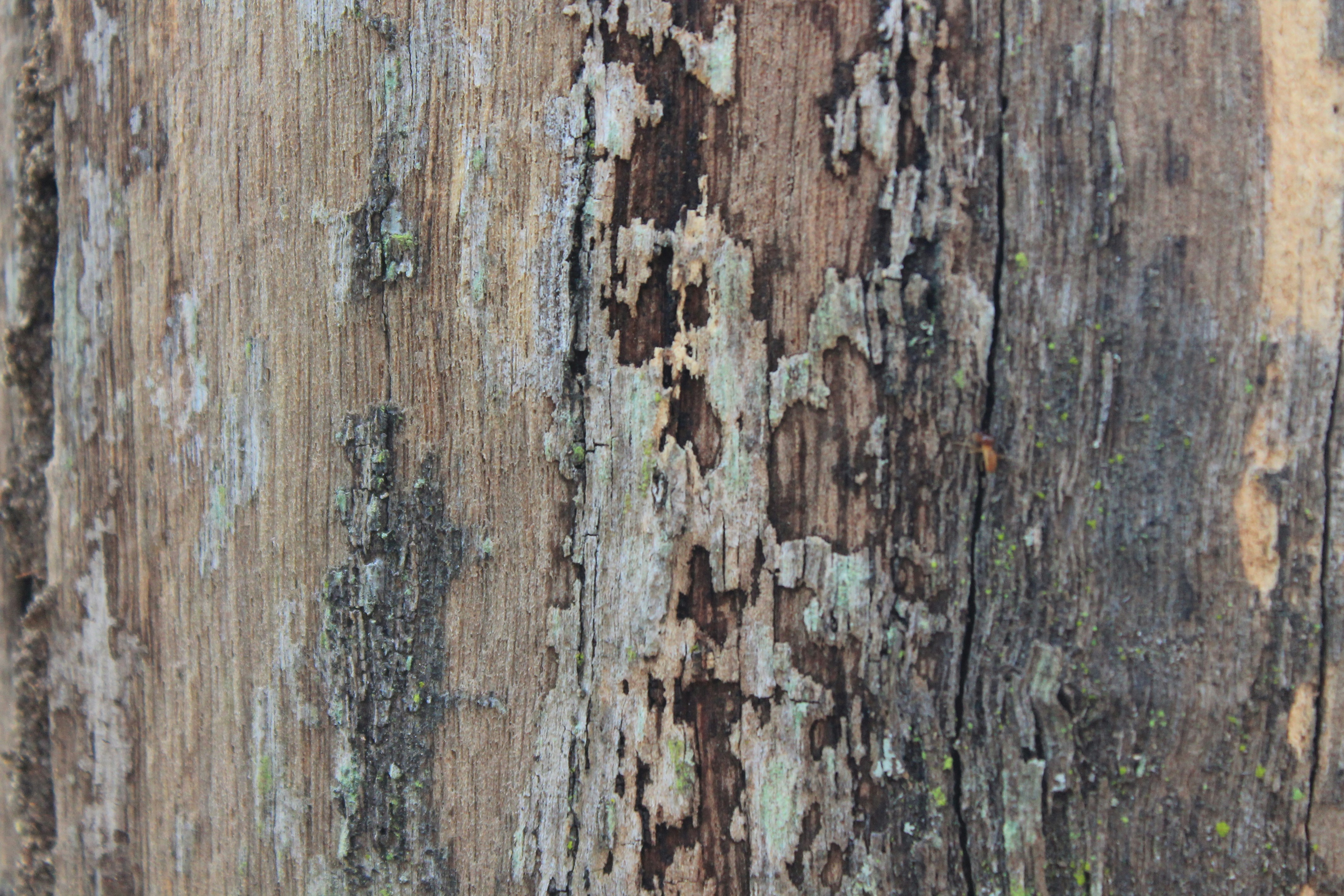 brown and black tree trunk