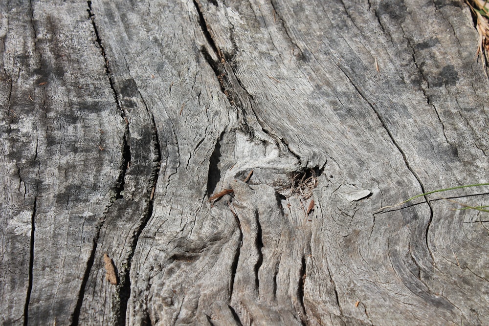 brown and black wood log