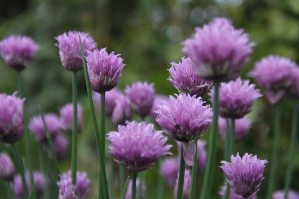 purple flower in tilt shift lens