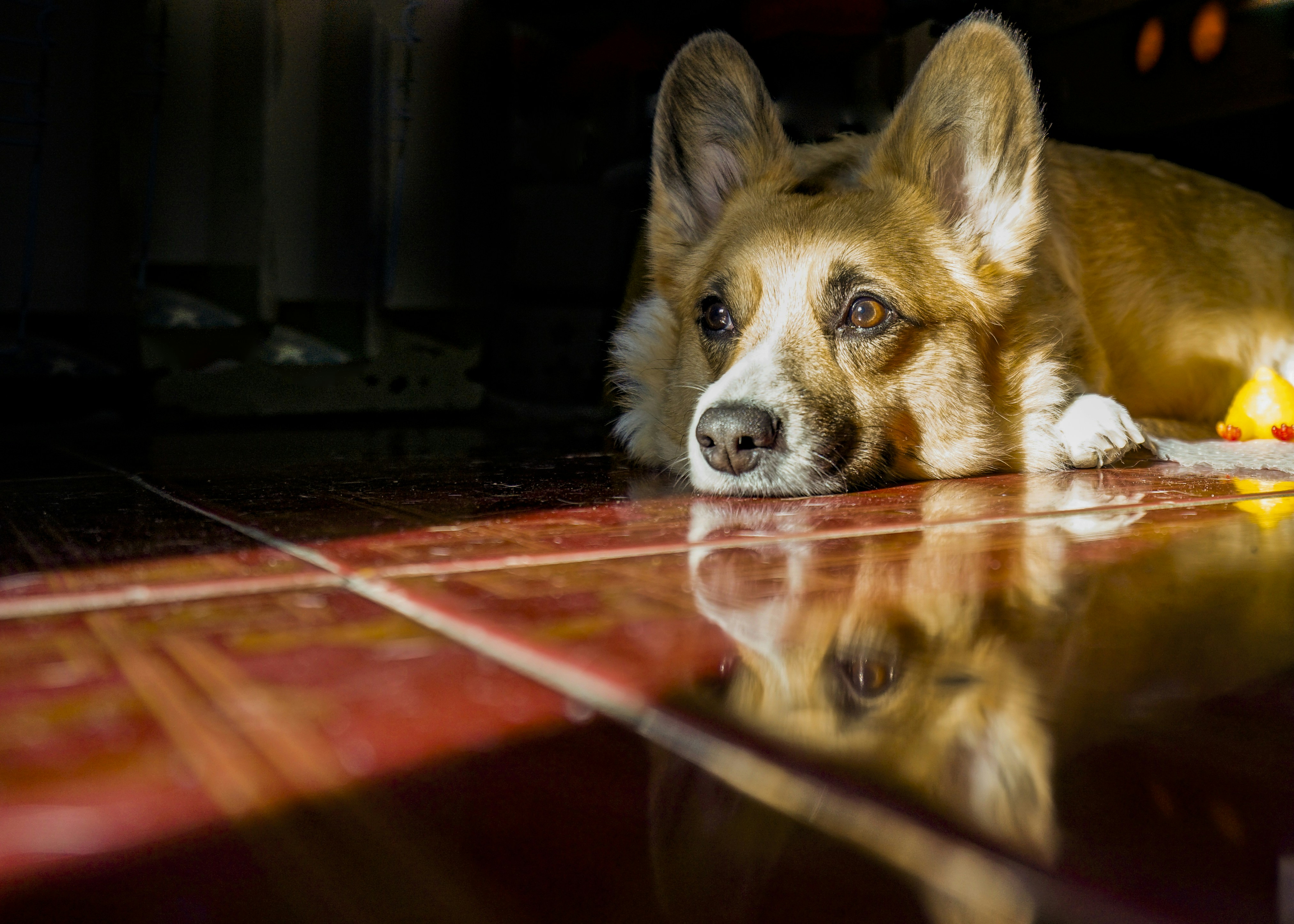강아지 설사 멈추지 않을 때 진짜 의심해야 할 5가지