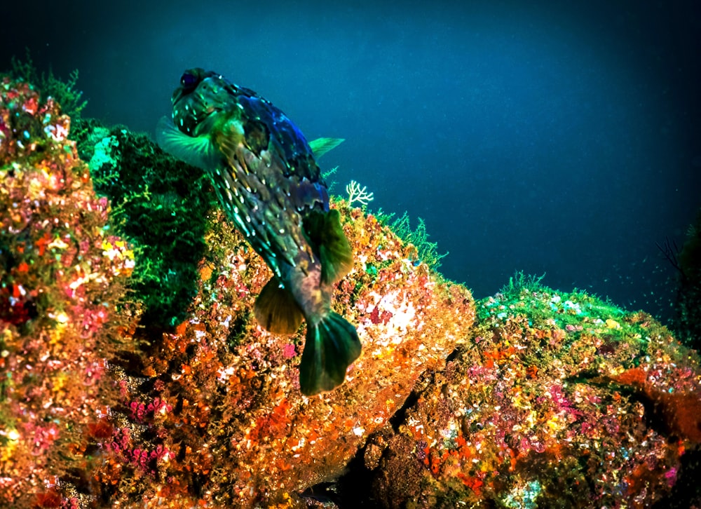 blue and black fish in water