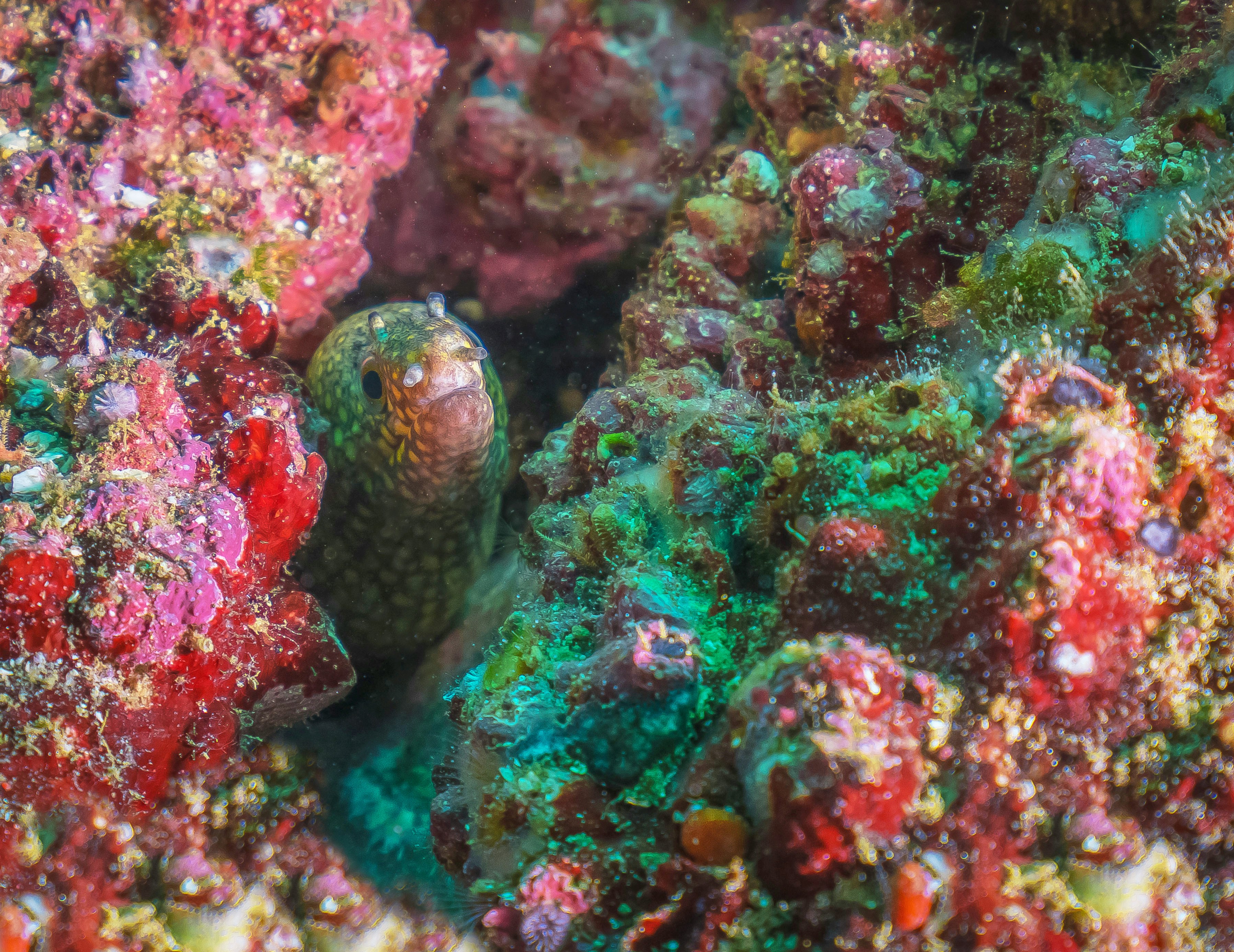 A colorful array of tropical fish in Maui waters