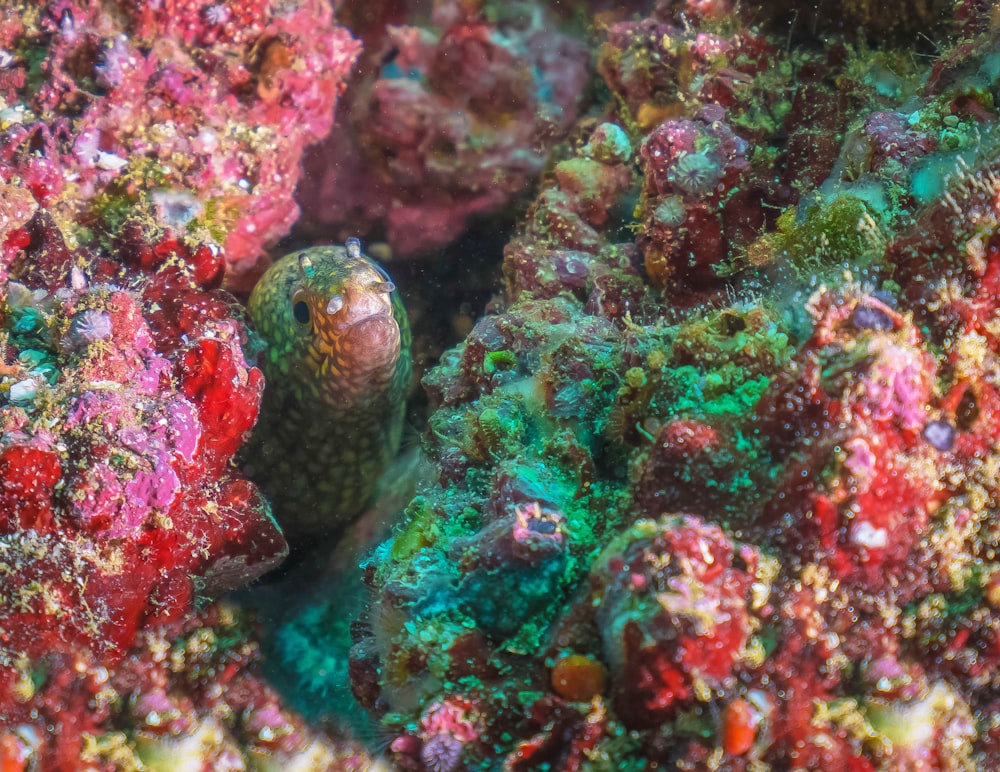 blue and white fish under water