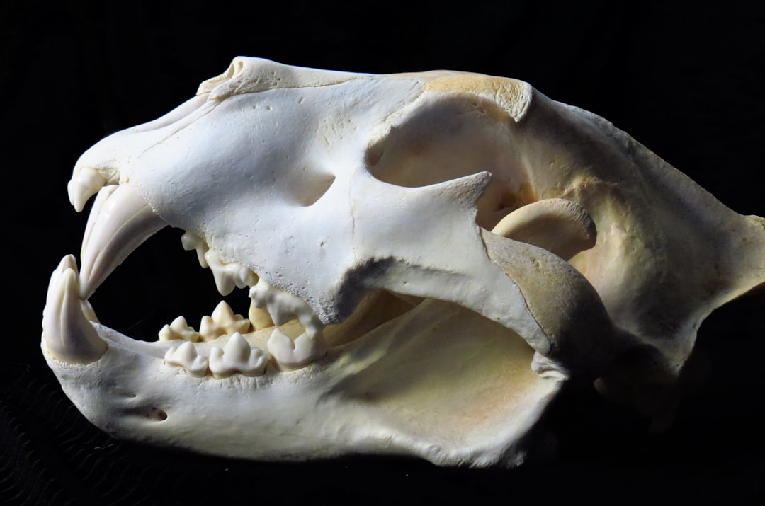 white and black animal skull, African Lion Skull