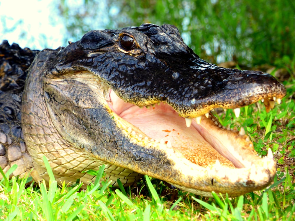 crocodilo preto na grama verde durante o dia