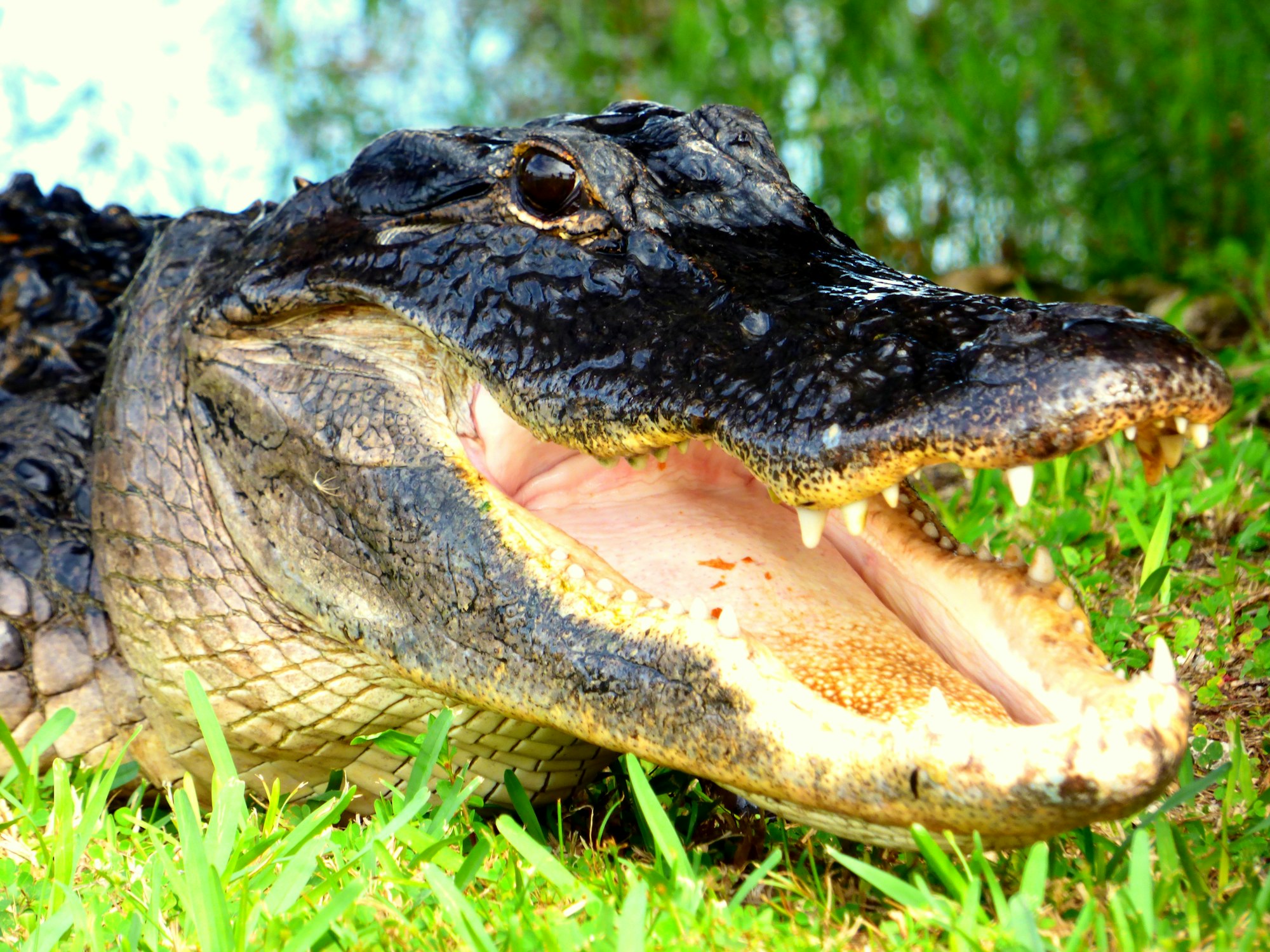 Which U.S. President Has A Pet Alligator In The White House?