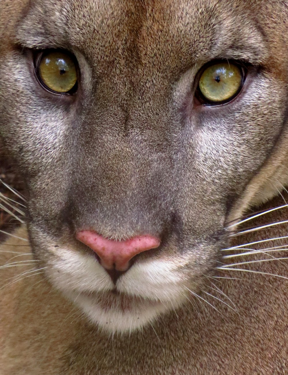 visage de chat brun et noir