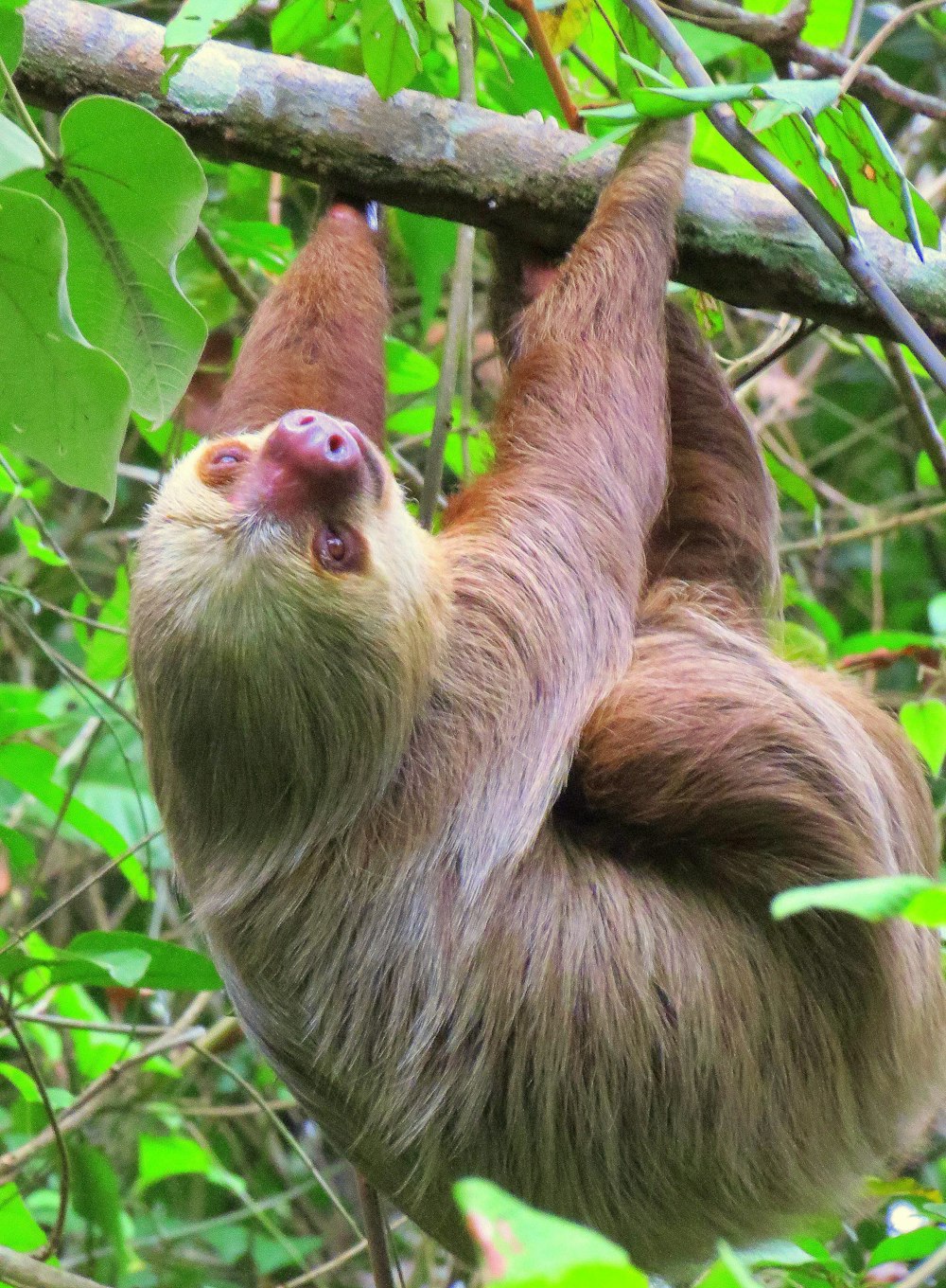 brown and white monkey on green leaves during daytime