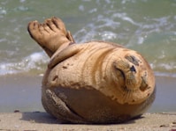 brown seal on body of water during daytime