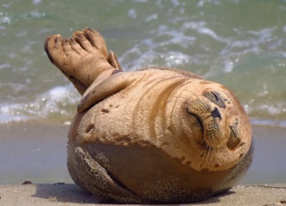 brown seal on body of water during daytime