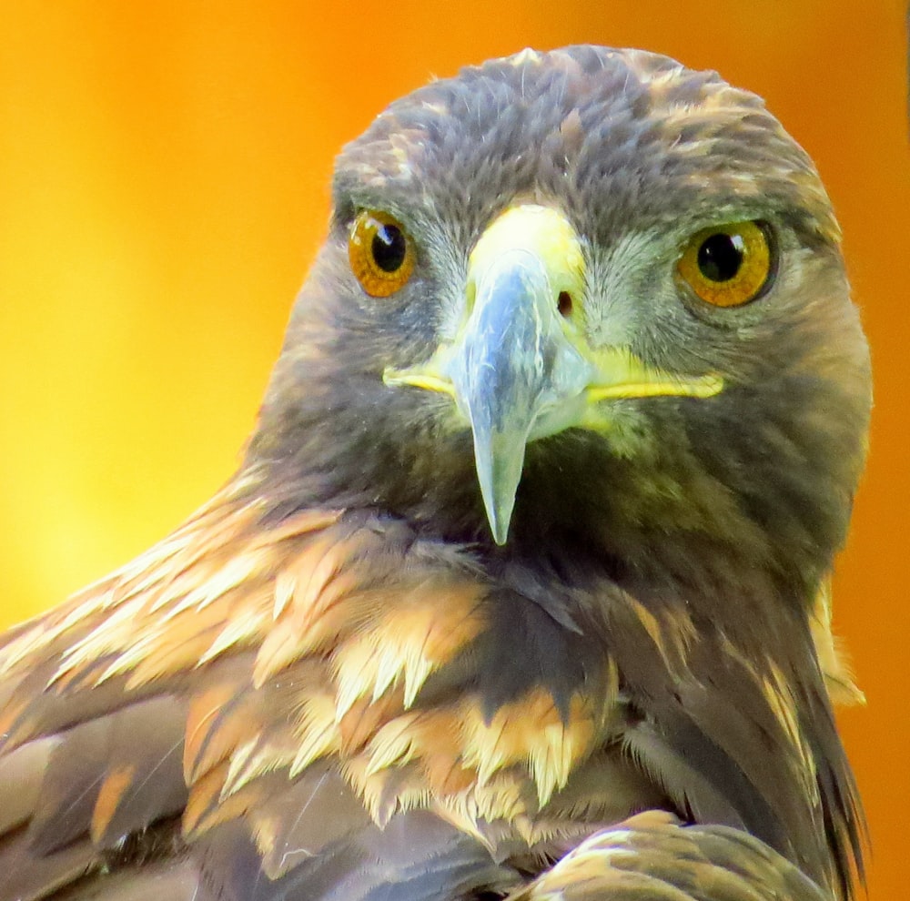 brown and black bird in close up photography