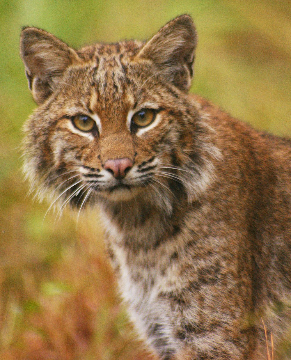 braune und schwarze Katze tagsüber auf grünem Gras