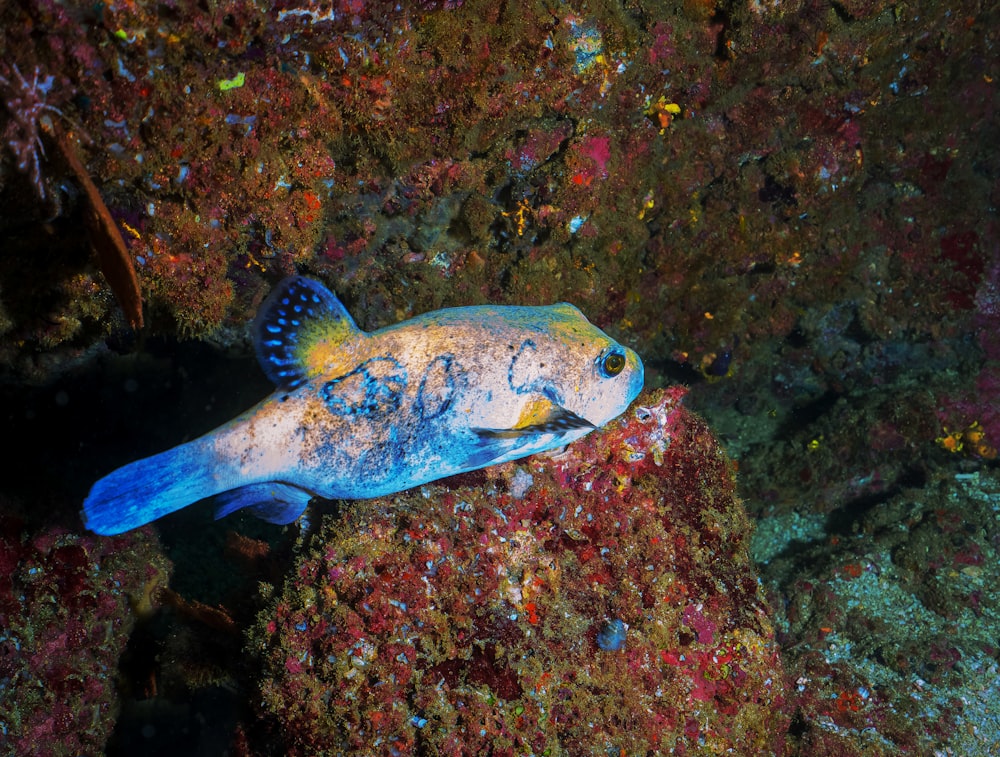 blue and white fish on coral reef