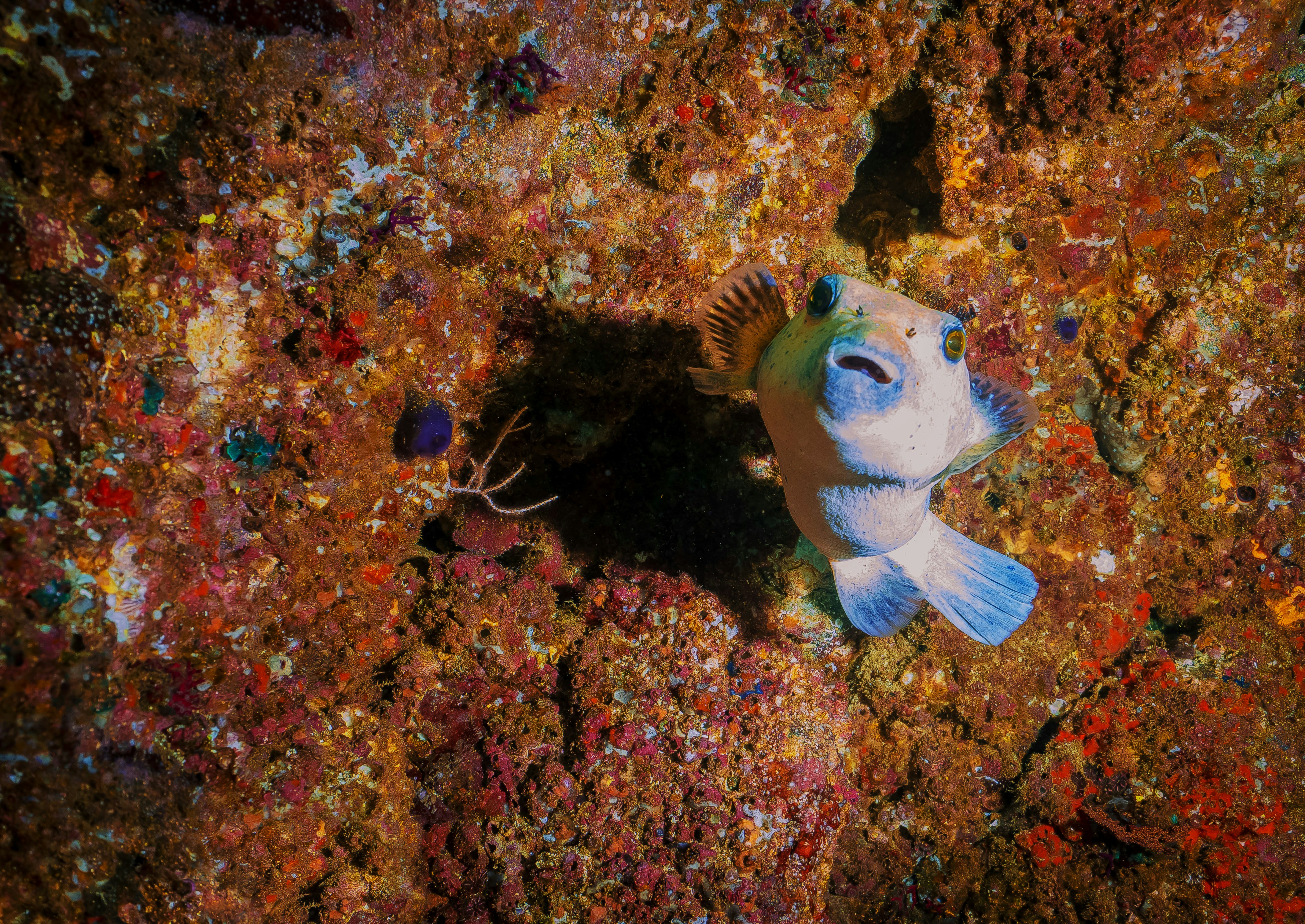 Peces amarillos y blancos bajo el agua