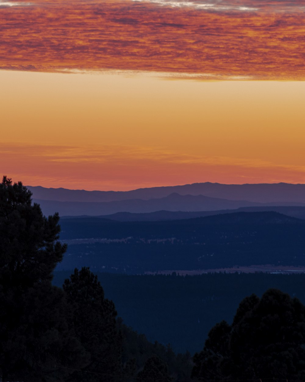 silhouette of trees during sunset