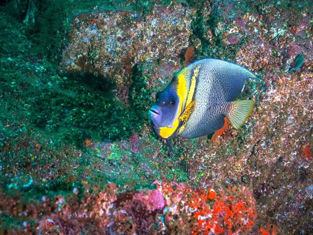 yellow and gray fish on coral reef