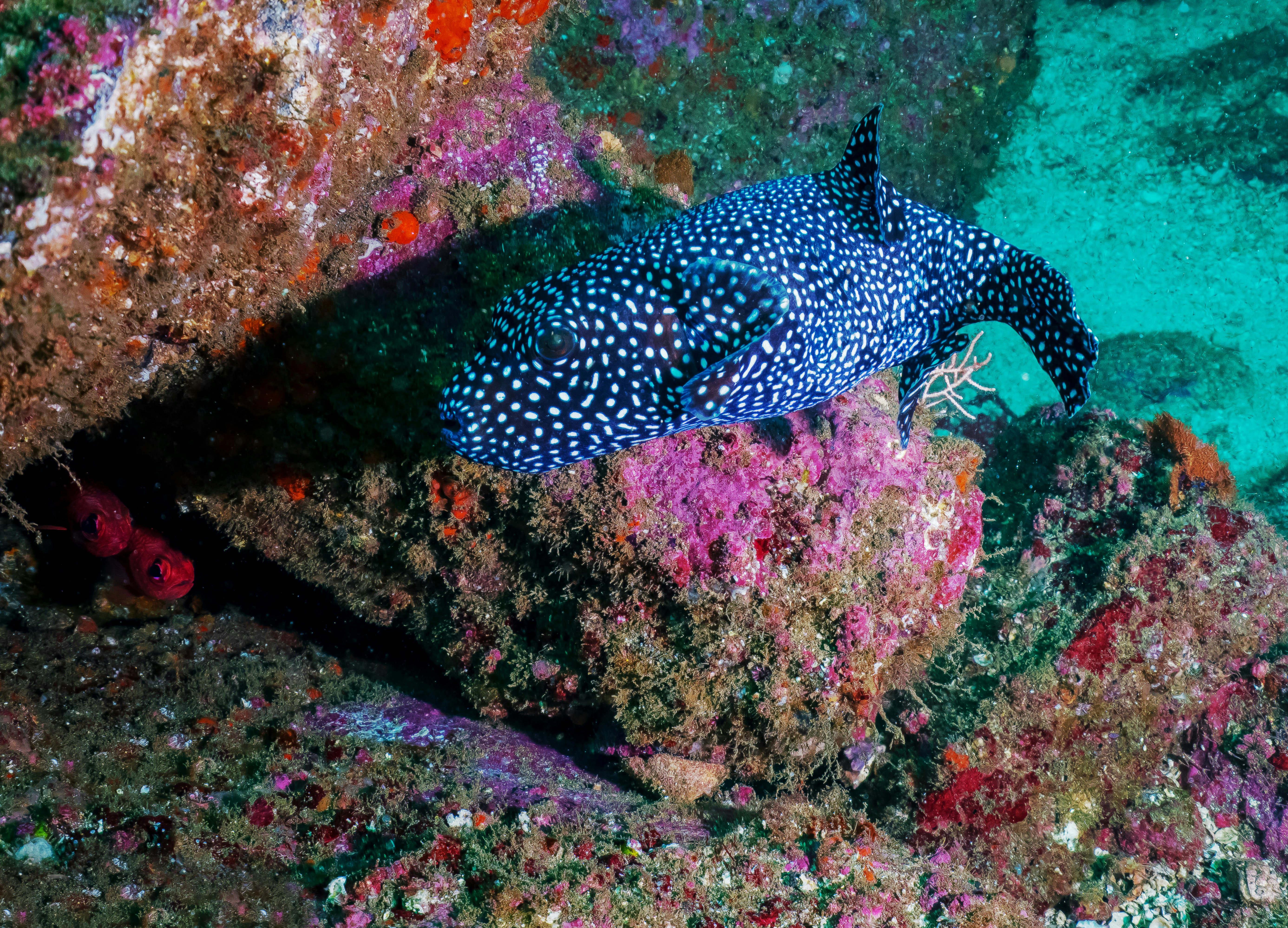 black and white polka dot fish
