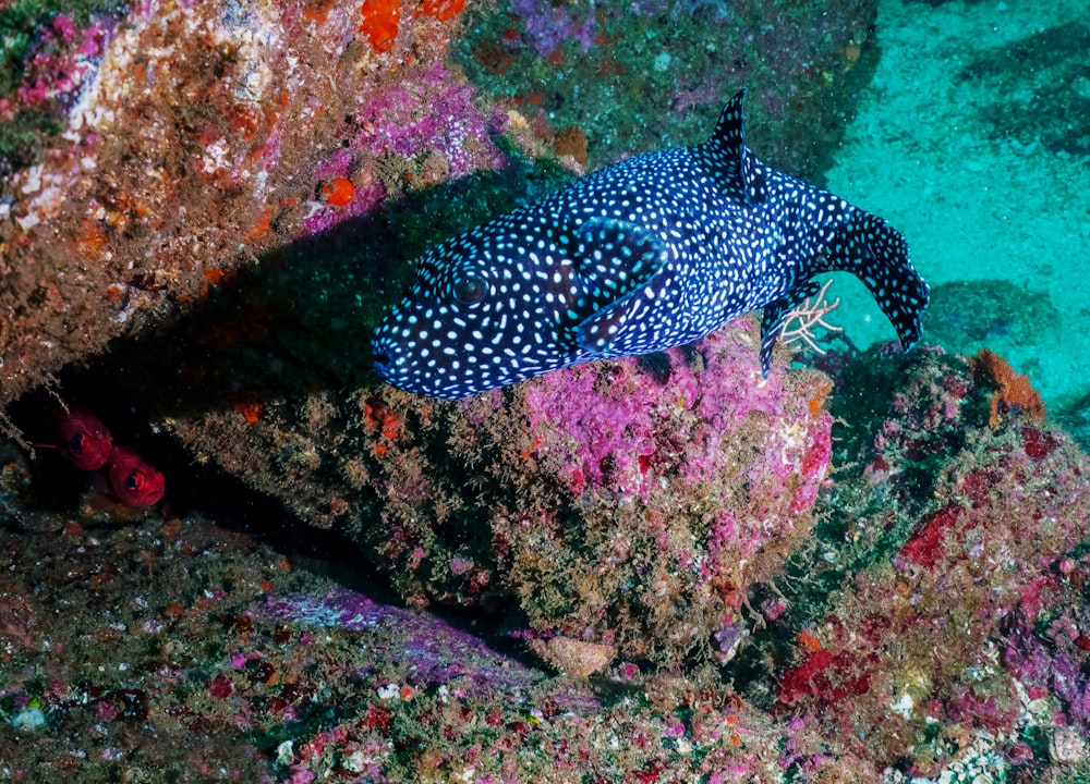 black and white polka dot fish