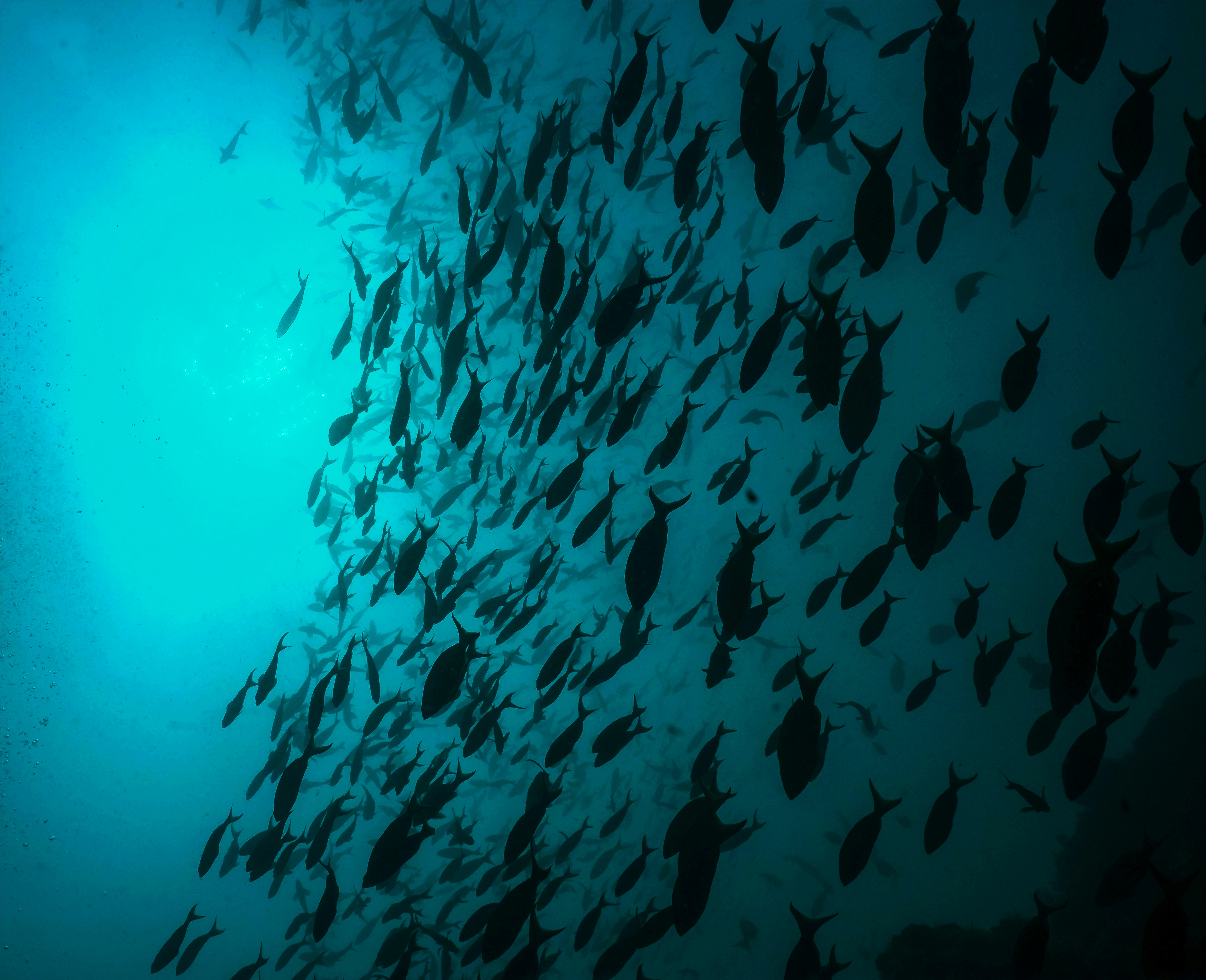 banco de peces en el agua