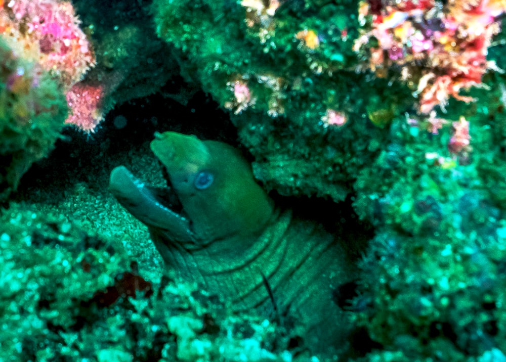 blue and white fish on coral reef