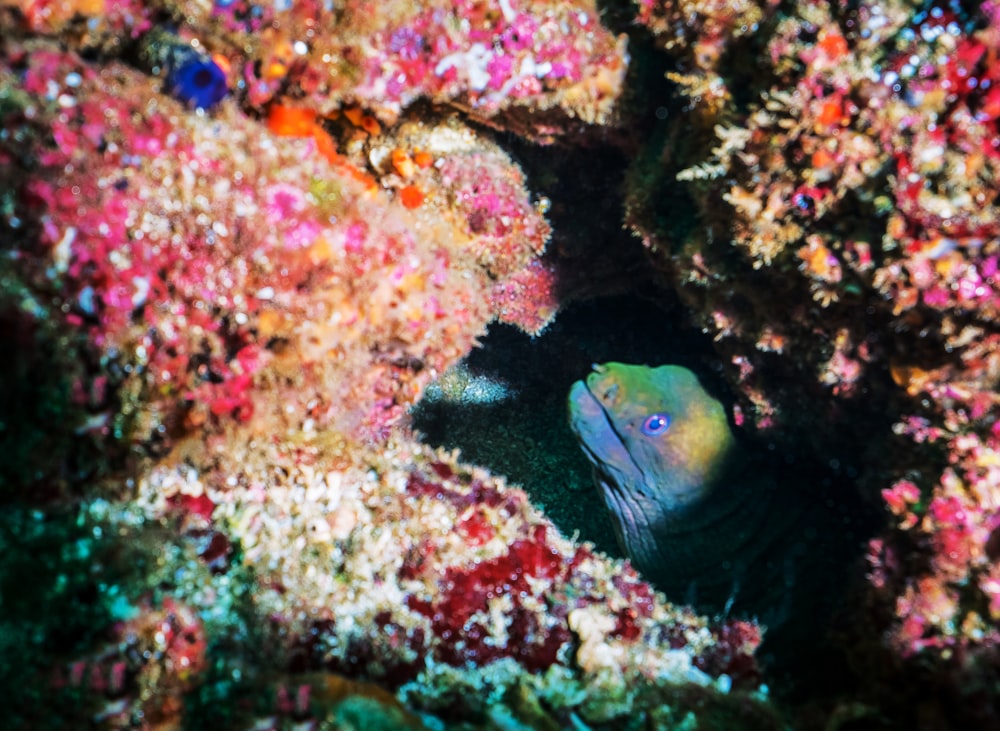 yellow and black fish on coral reef