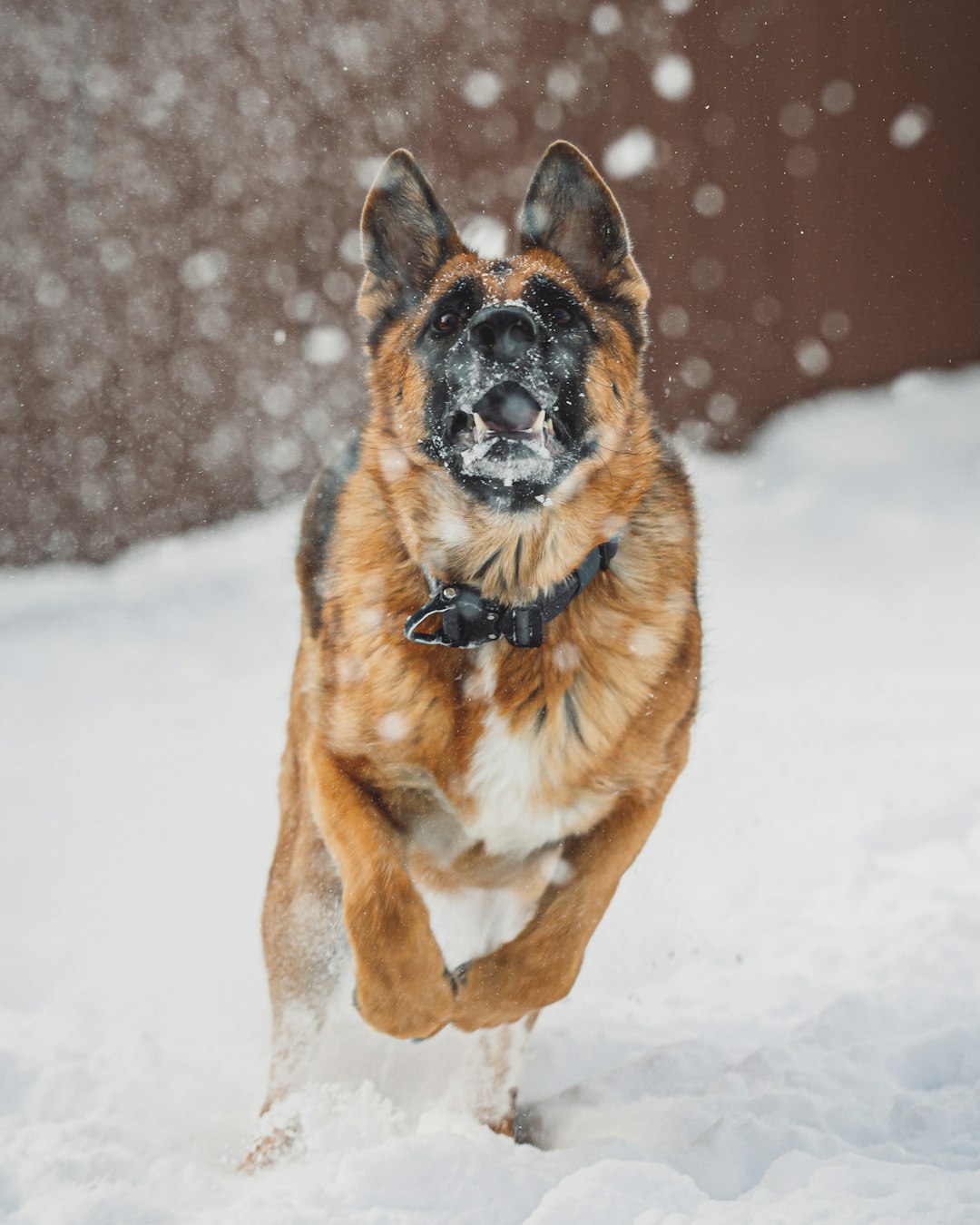 brown and black short coated dog on snow covered ground during daytime