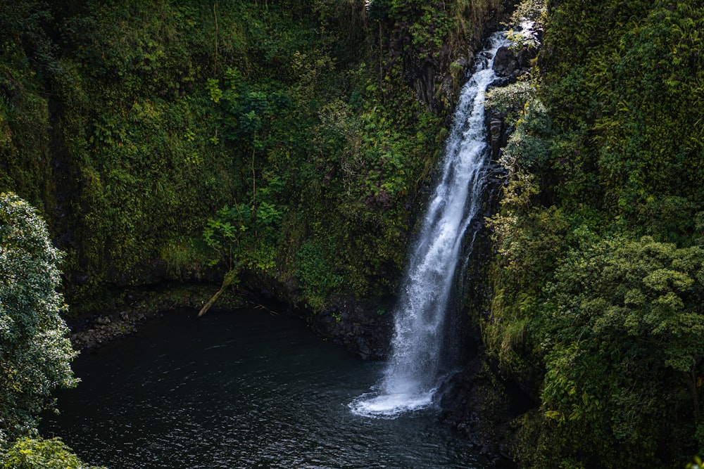 El agua cae en medio de los árboles verdes