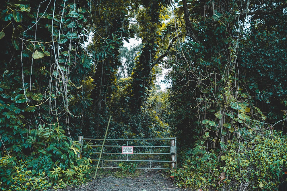 green and brown trees during daytime