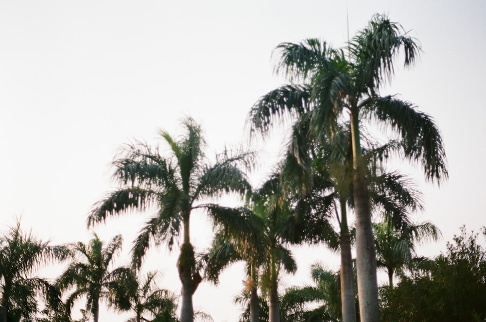palmeiras verdes sob o céu branco durante o dia