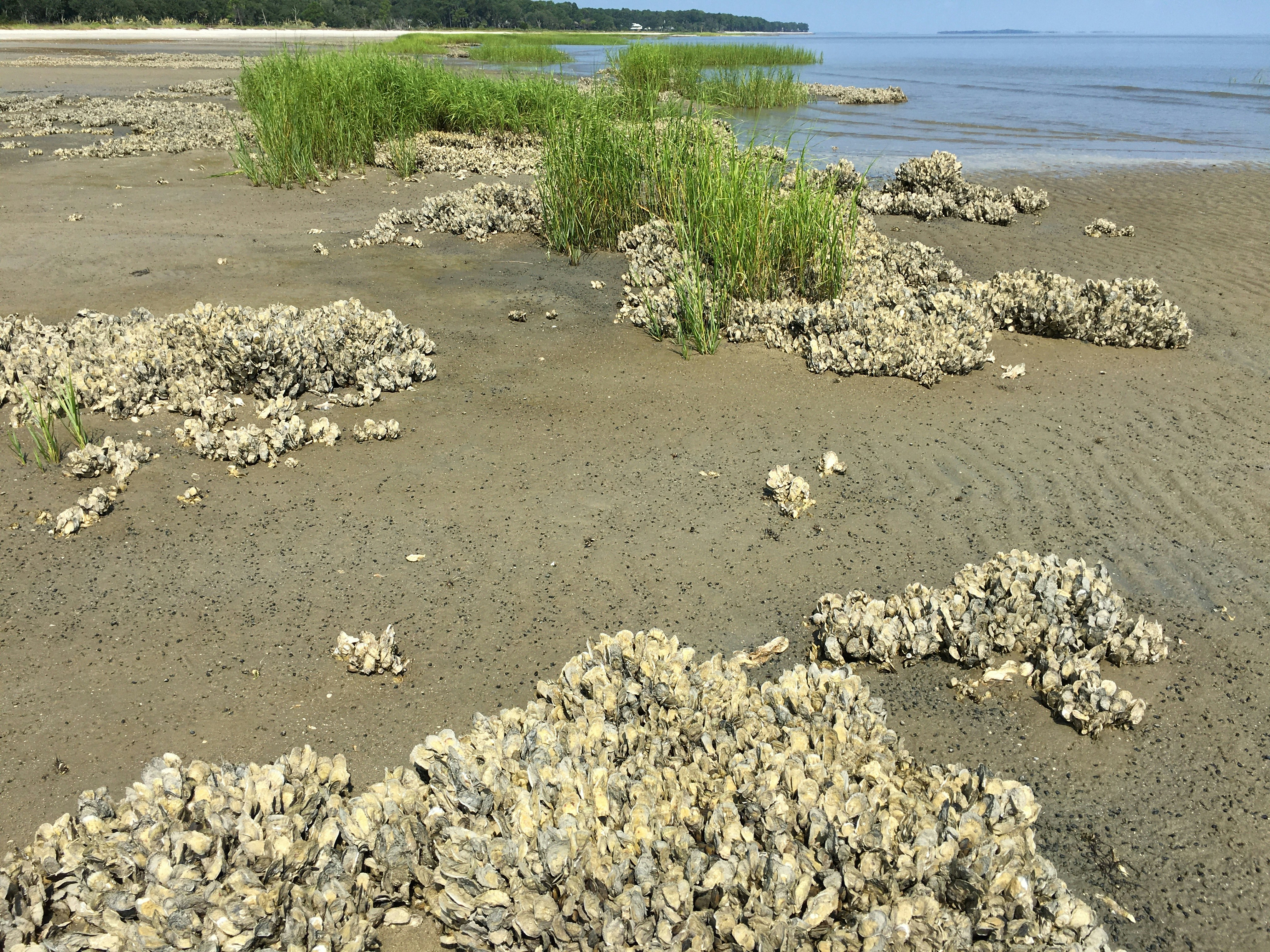 Reviving Apalachicola Bay: The Return of Florida’s Oyster Beds
