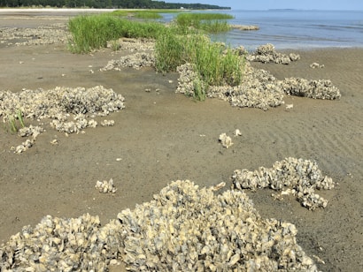 Oyster beds dot a sandy coastline with clusters of oysters nestled along the shore. In the background, patches of tall green grass grow near the water's edge. The calm sea and distant landmass create a serene scene, under a clear sky.