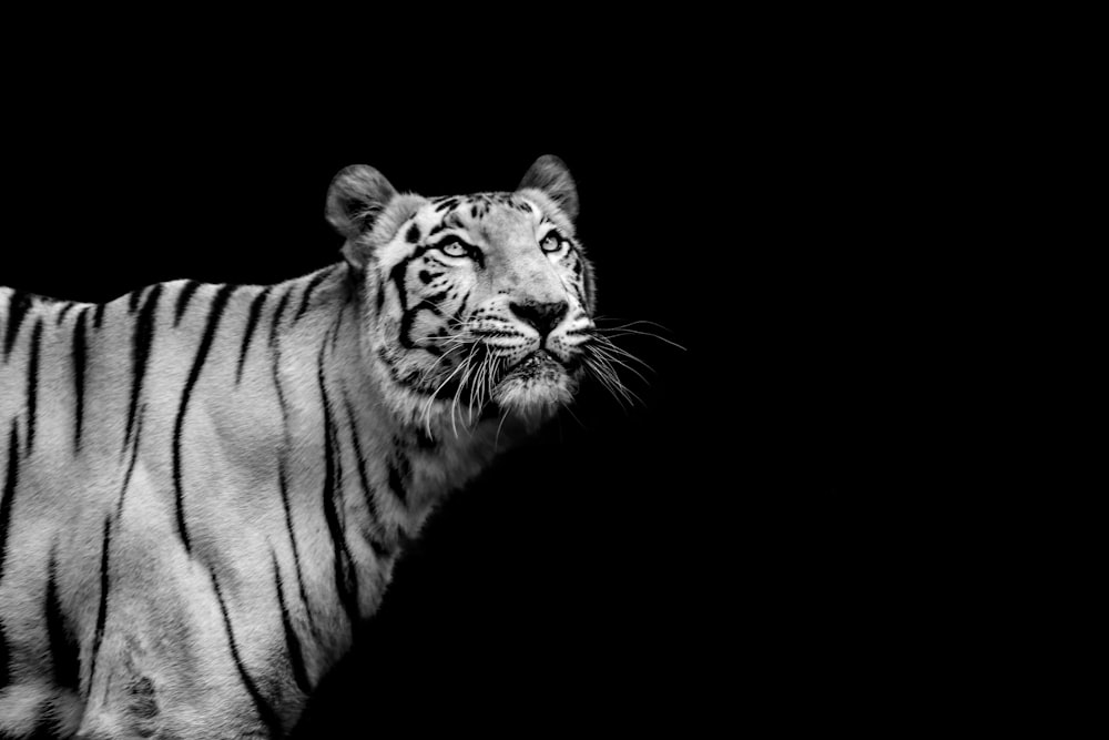 white and black tiger illustration