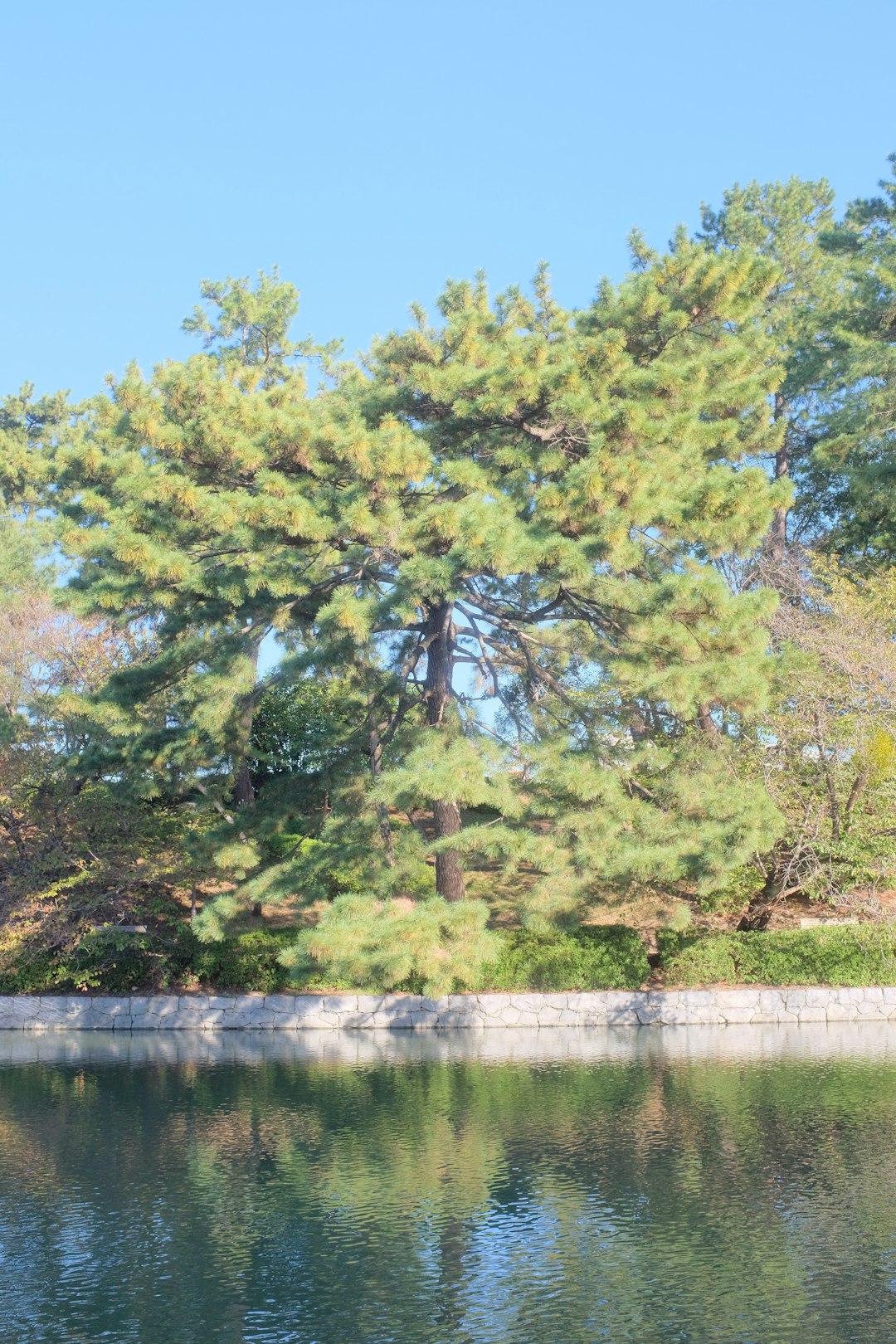 green trees beside river during daytime