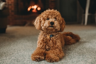 brown poodle puppy on blue carpet