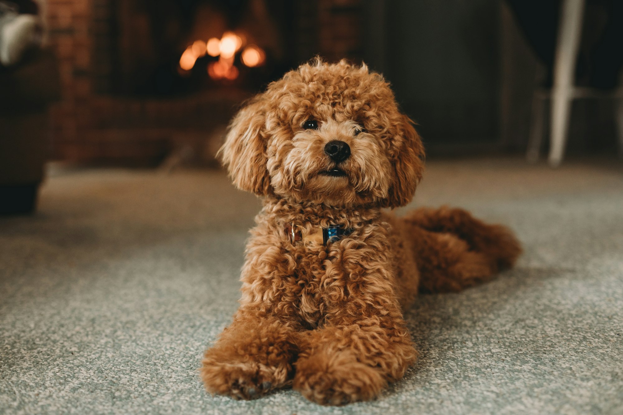 Fluffy dog in front of fire.