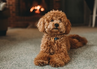 brown poodle puppy on blue carpet