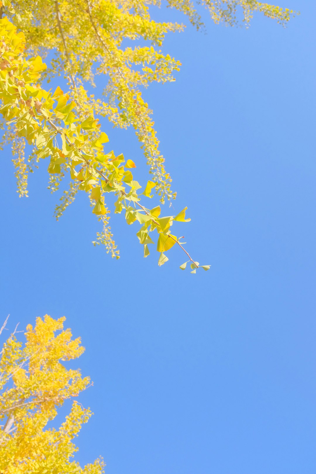 yellow flower under blue sky during daytime