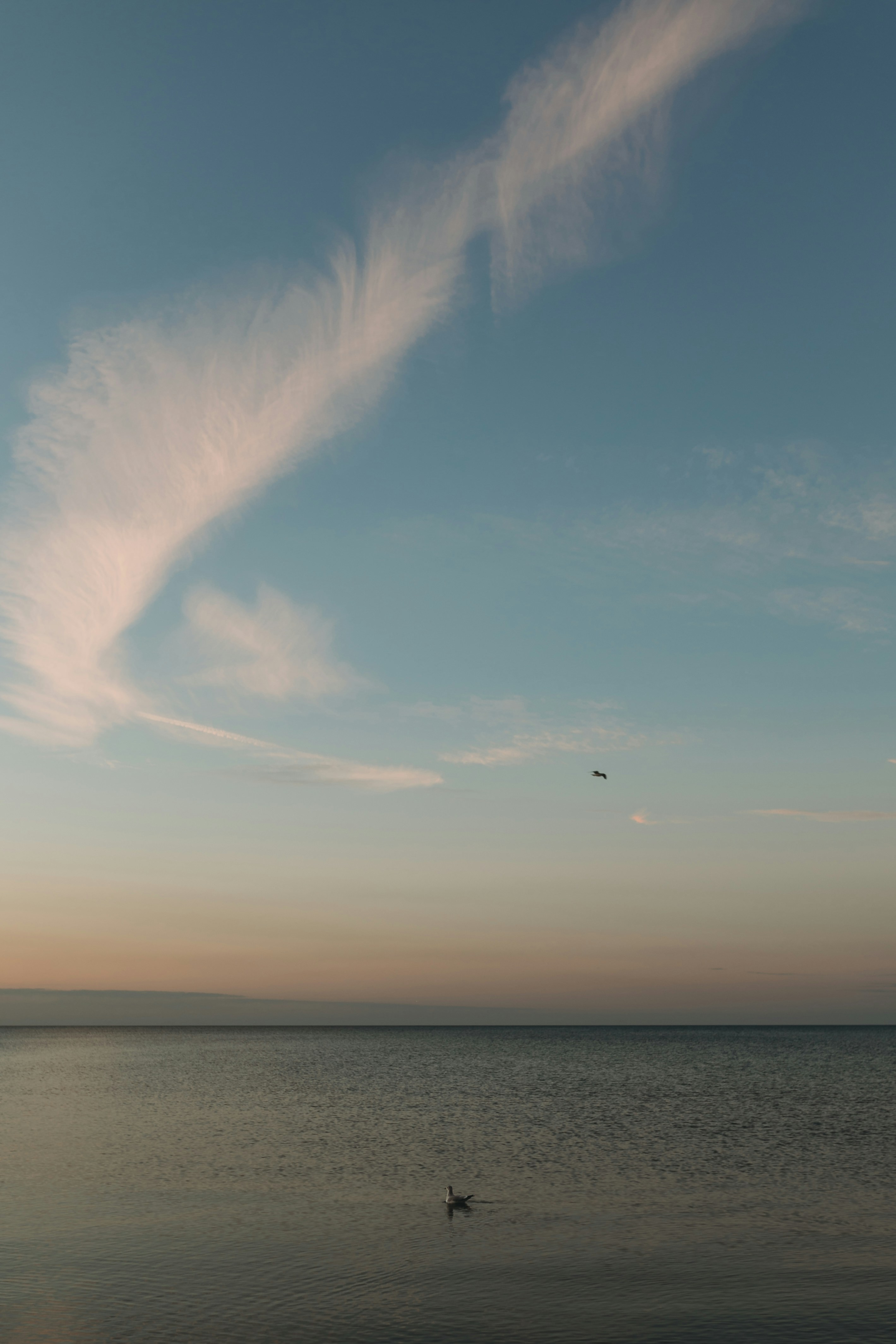 Seagull swimming in Lake Michigan.