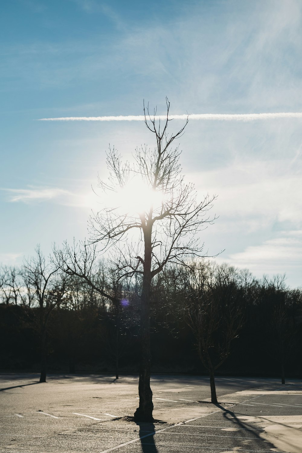 árboles desnudos bajo el cielo azul durante el día
