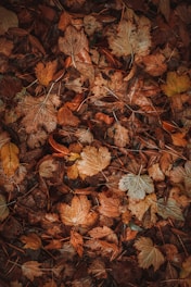 a bunch of leaves that are on the ground
