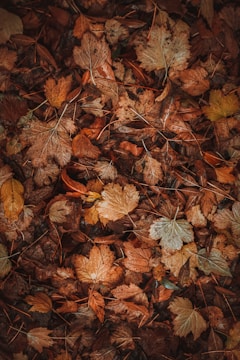 a bunch of leaves that are on the ground