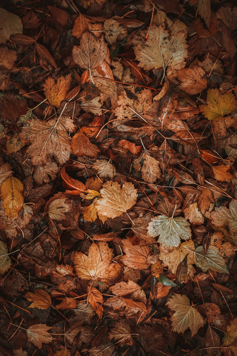 un bouquet de feuilles qui sont sur le sol