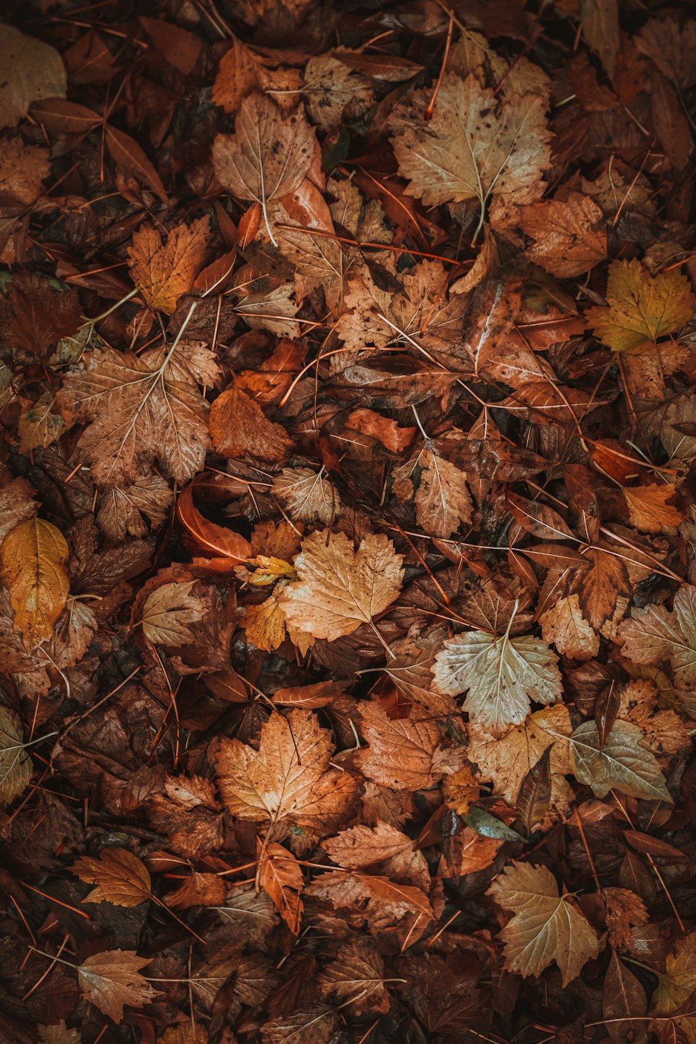 un mazzo di foglie che sono a terra