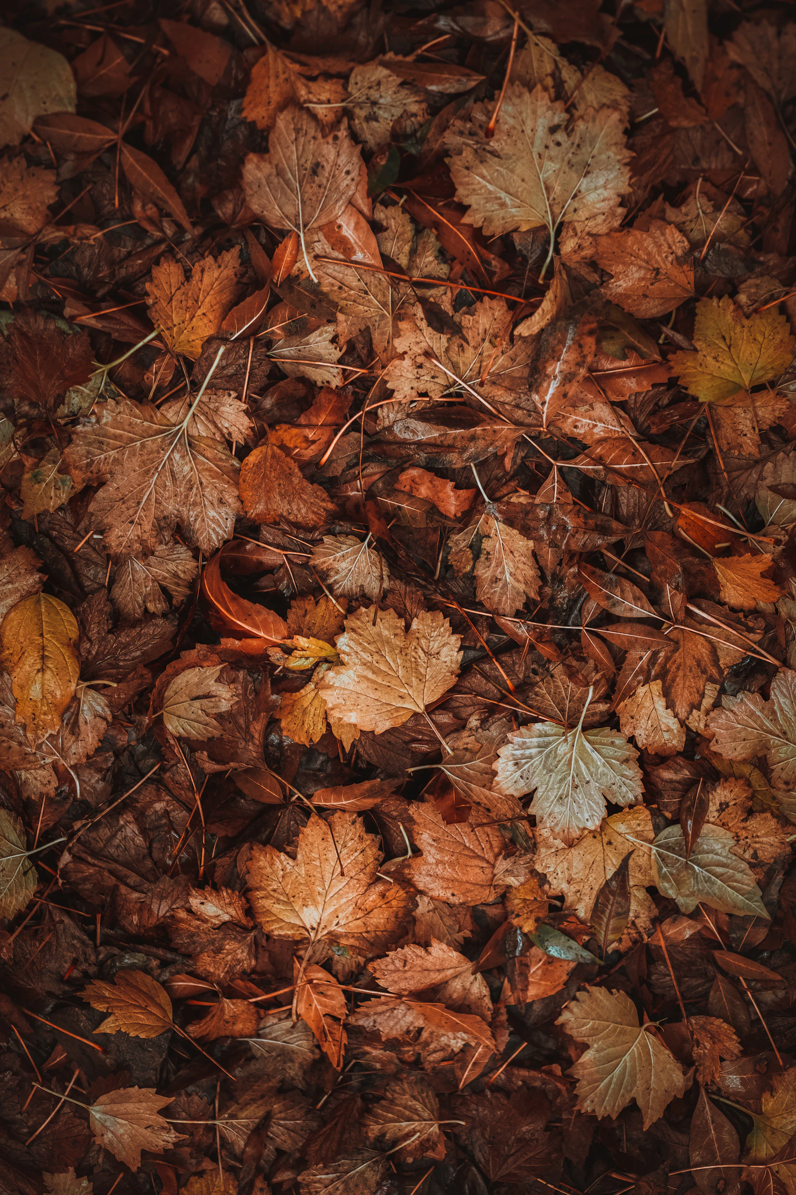 Feuilles d'automne aux tons chauds, symbole de transition et de renouveau