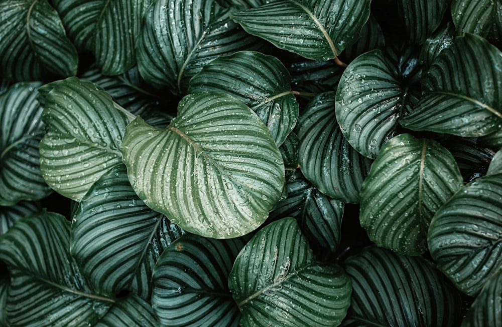 green and white leaf plant