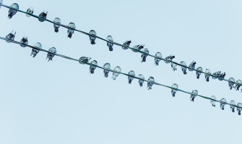 gray scale photo of flock of birds perched on wire